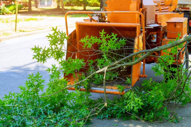 Seasonal Cleanup (Spring/Fall) in Rainbow Lakes, NJ