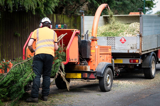 Best Tree Mulching  in Rainbow Lakes, NJ